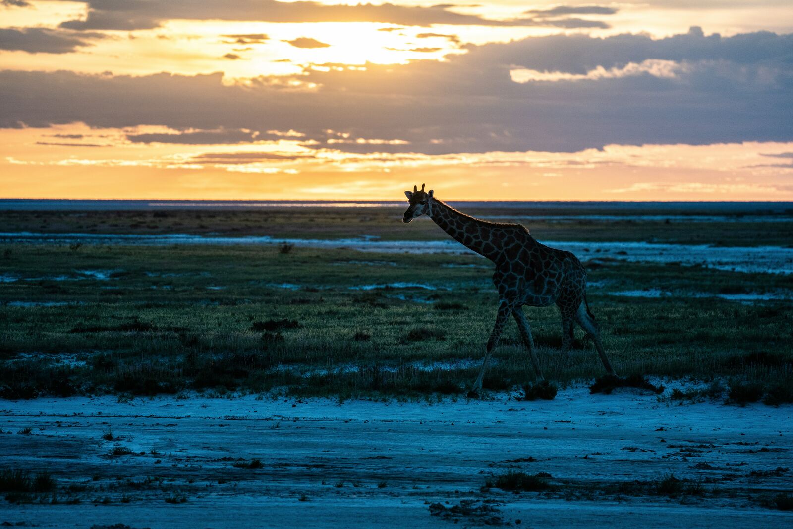 Giraffe at sunset